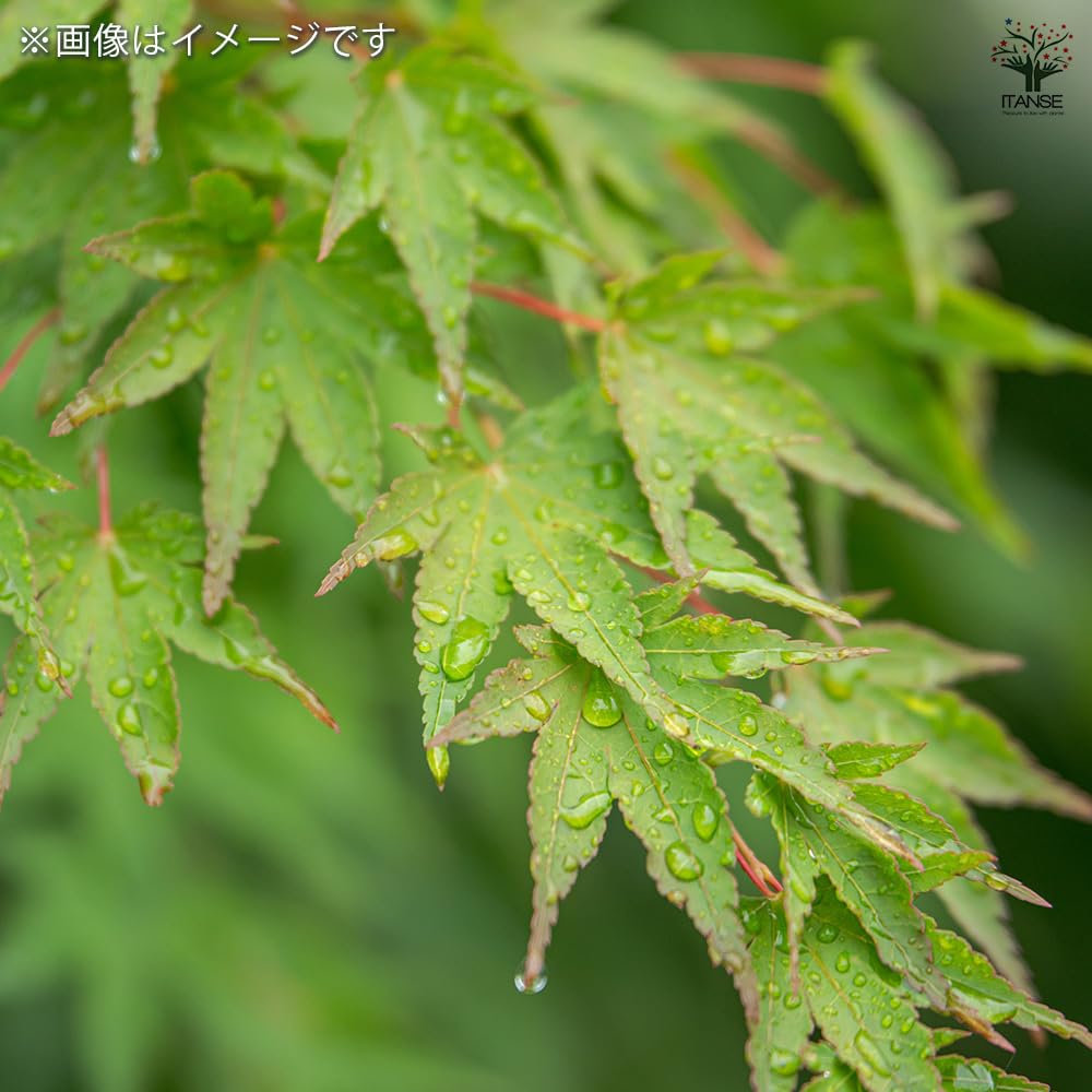 Amazon.co.jp: ITANSE モミジ 3号 3個セット 花木 植木 学名